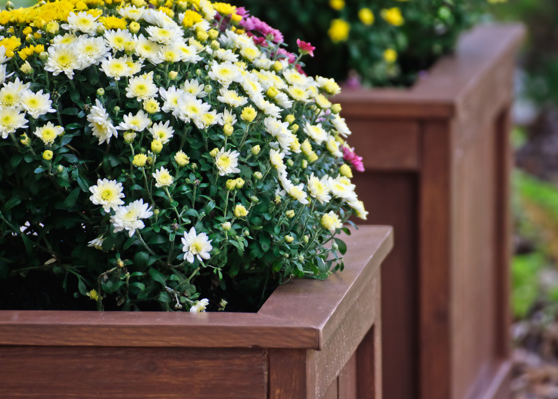 mums in planter