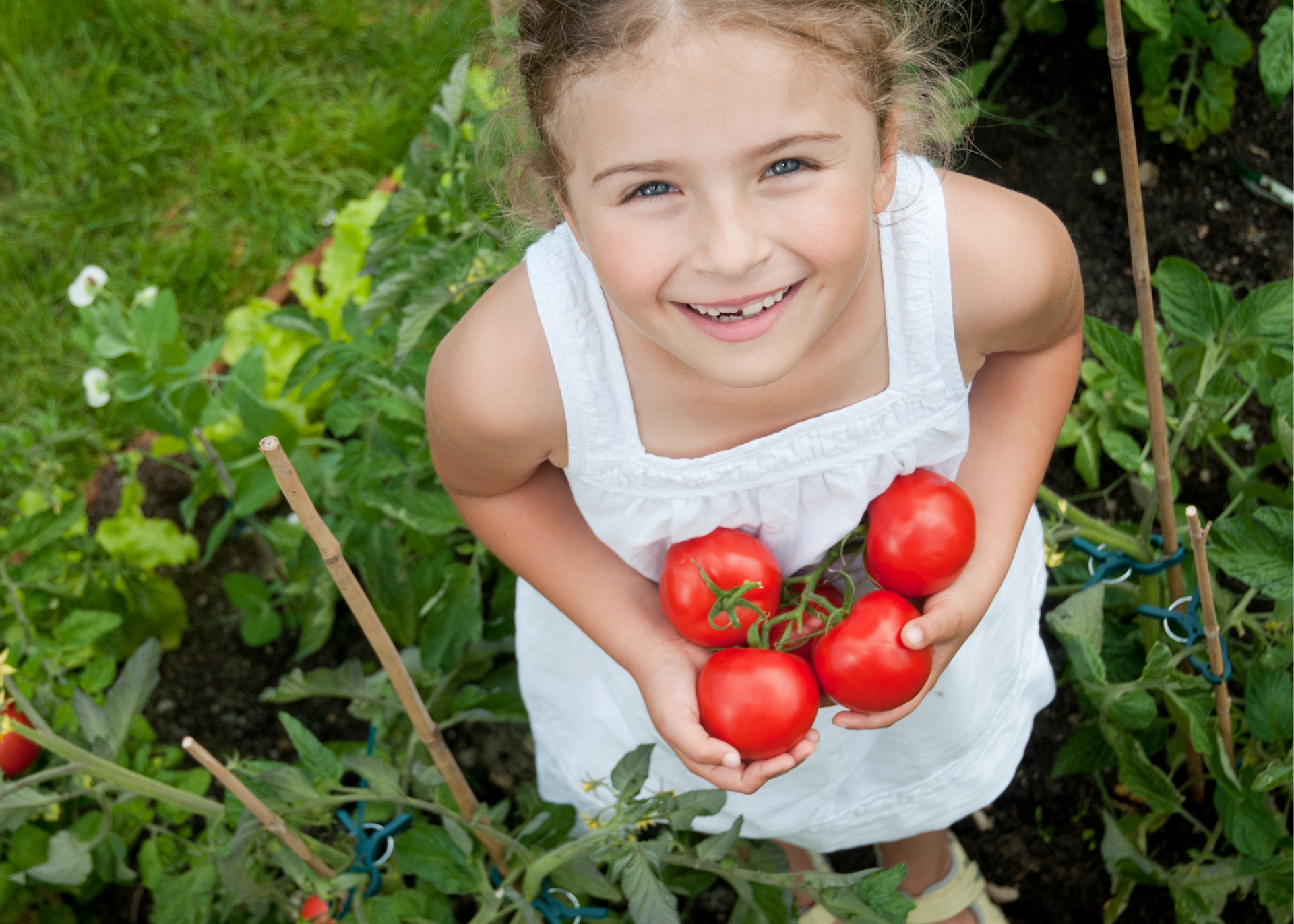Little girl holding garden tomatoes smiling