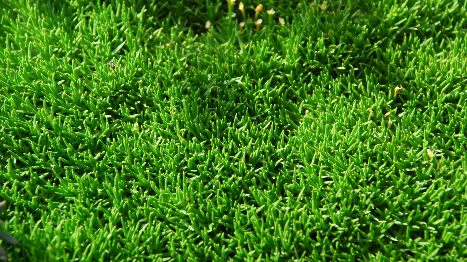 scotch moss lawn alternative