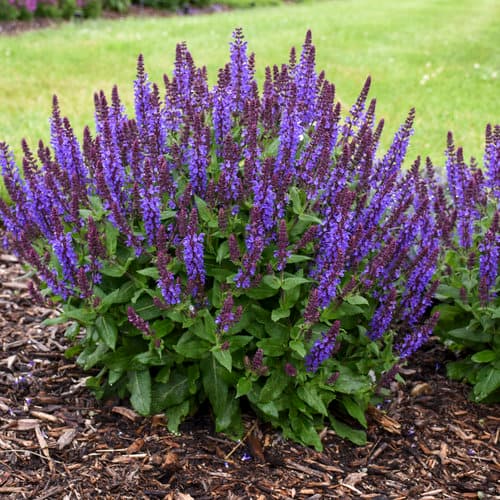 salvia