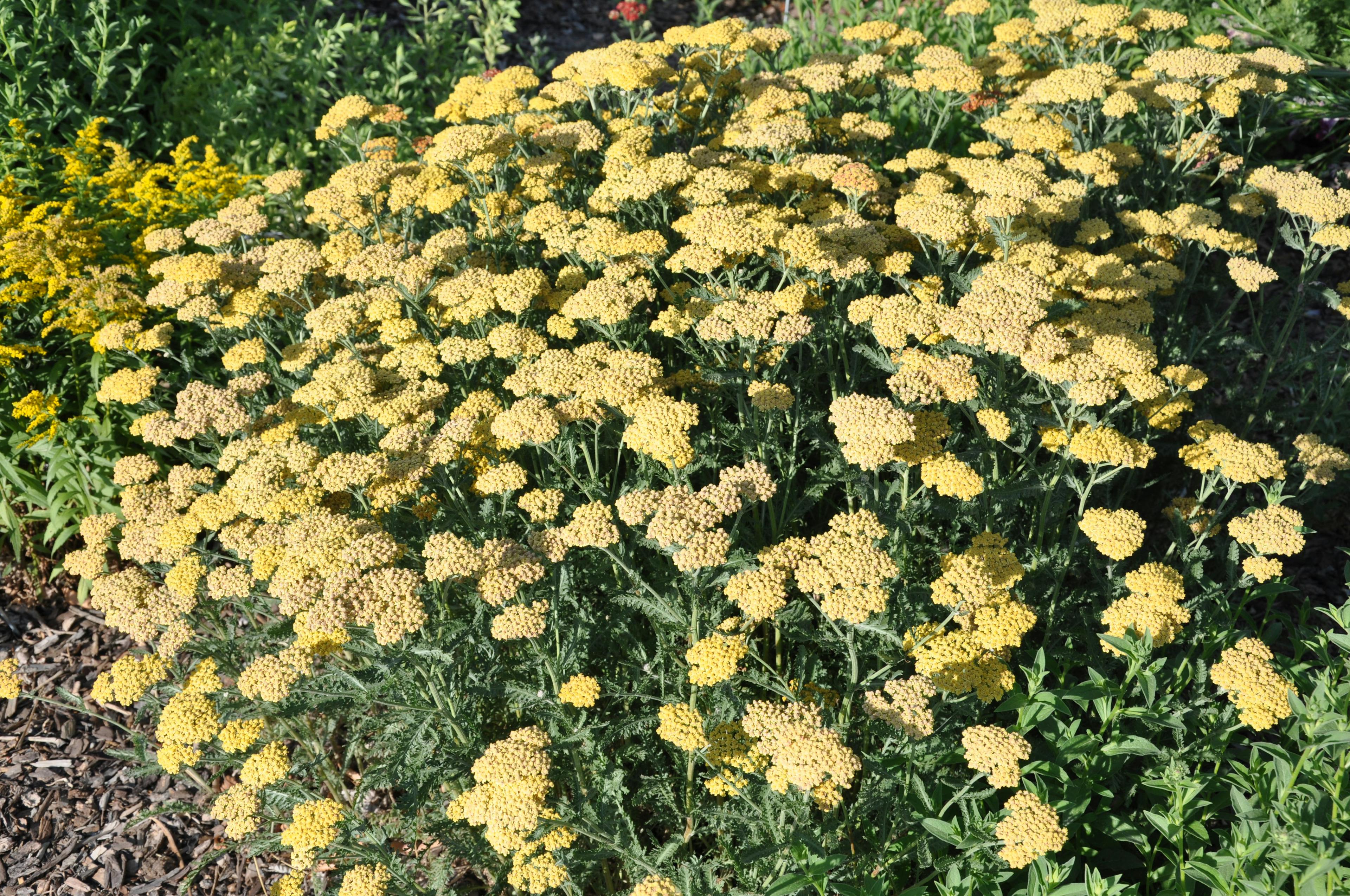 Achillea millefolium 'Desert Eve™ Yellow'