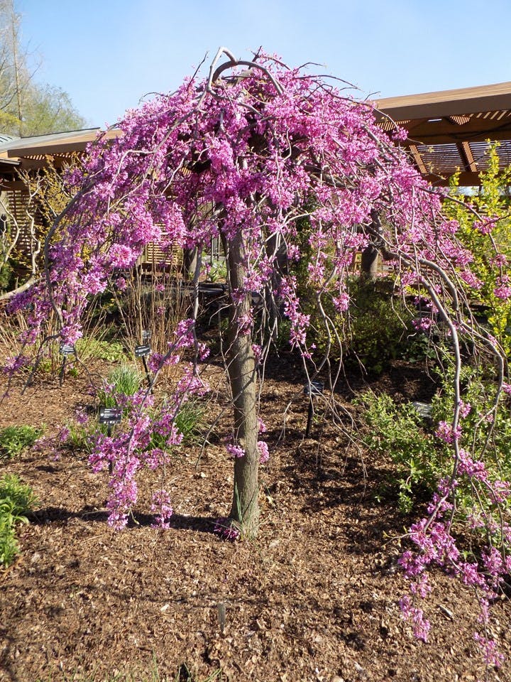 Cercis canadensis 'Covey' Lavender Twist®