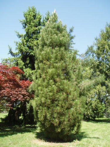 Pinus nigra 'Arnold Sentinel'