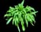 Agapanthus — design image 18