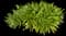 Agapanthus — design image 8