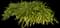 Agapanthus — design image 9