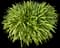 Agapanthus — design image 15