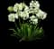Agapanthus — design image 2