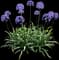Agapanthus — design image 1