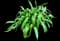 Agapanthus — design image 12