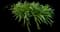 Agapanthus — design image 16