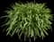 Agapanthus — design image 4