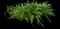 Agapanthus — design image 13