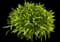 Agapanthus — design image 6