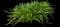 Agapanthus — design image 10
