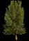 Poplar Tree (Populus) — design image 1