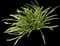 Agapanthus — design image 7