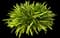 Agapanthus — design image 5