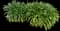 Agapanthus — design image 11
