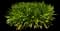 Agapanthus — design image 3