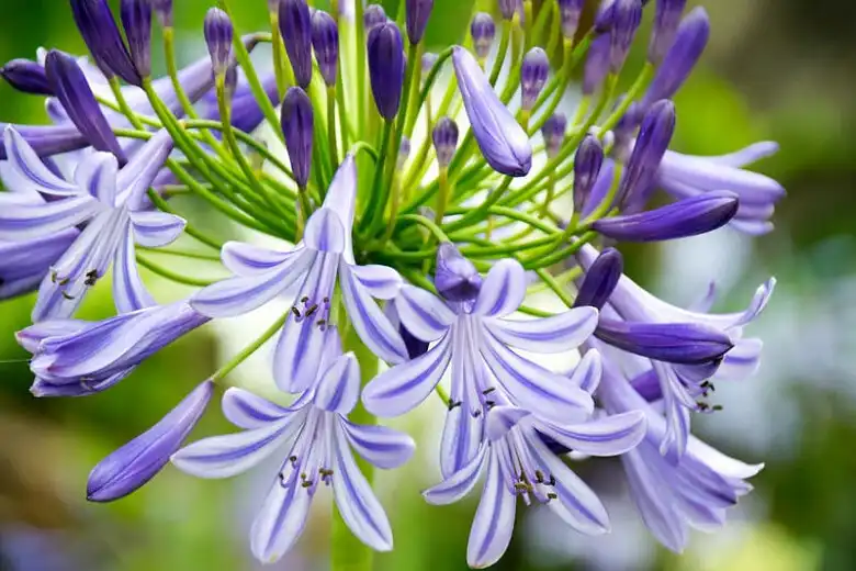 Agapanthus — photo 1